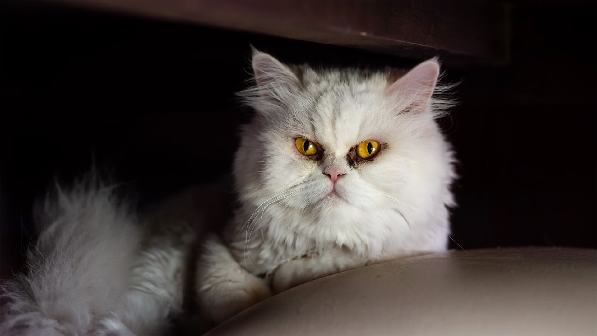 【心态调节】丁俊晖:在巨大压力中保持冷静的心理诀窍