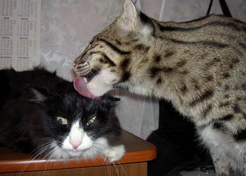 【赛事播报】直播全程解说,精彩不容错过,高清赛事直播