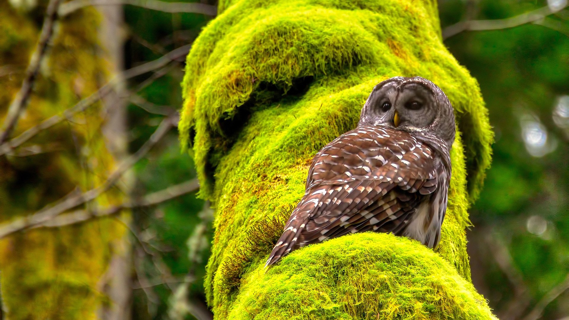 全国青少年“篮球+文化+旅游”融合产业联盟在杭州正式成立，促进产业繁荣