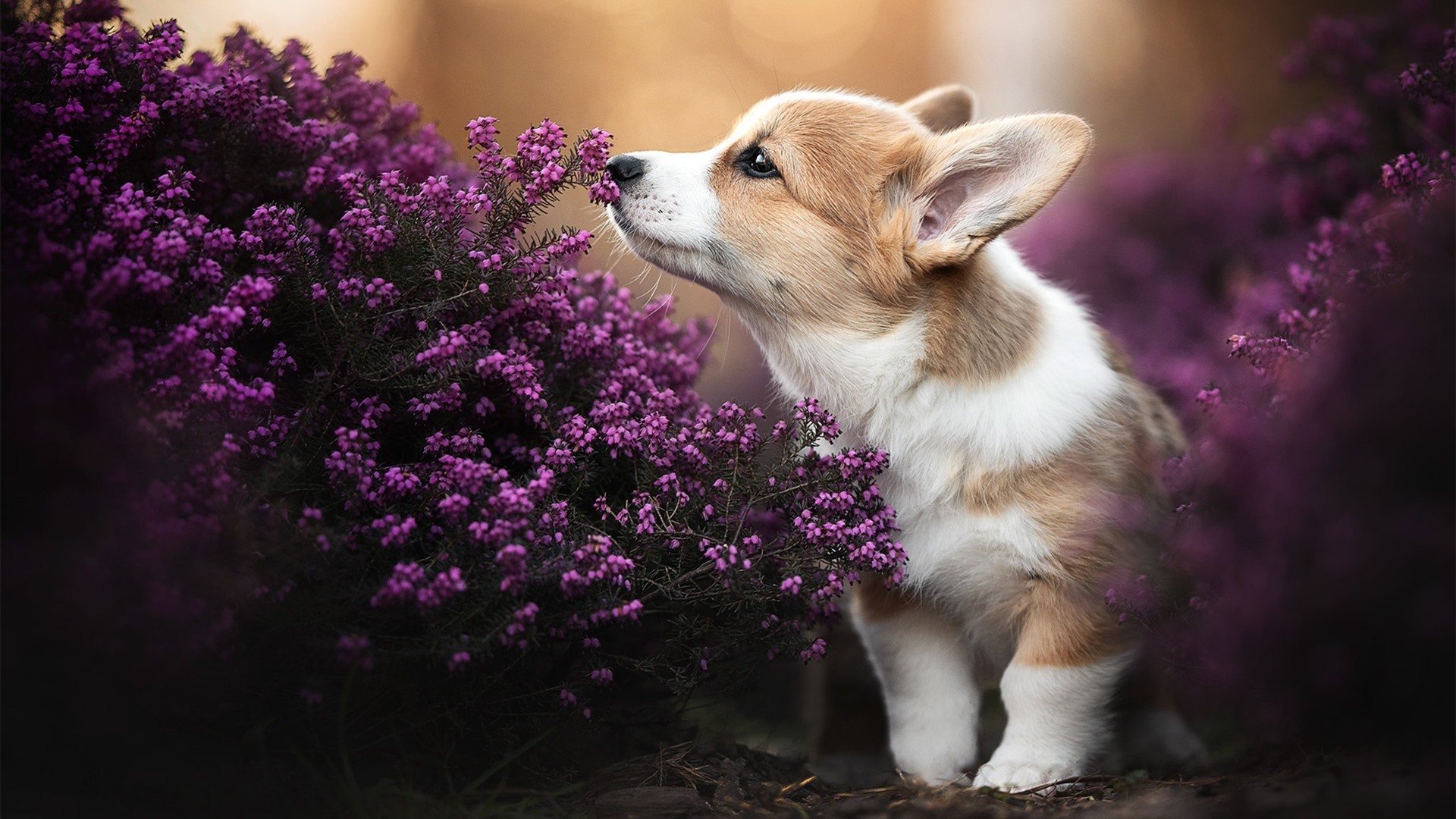 哥伦比亚女足在巴黎奥运会比赛中以2-0战胜西班牙,哥伦比亚男足首发